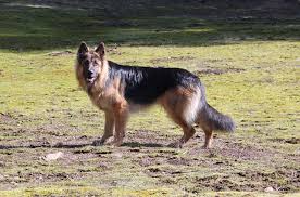 Learn all about the gsd in our complete guide! Tkiaon1qtwrfwm