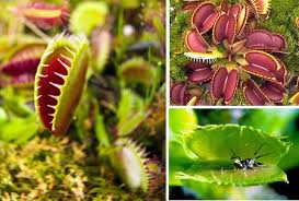 These Are The Top 10 Unusual Plants In The World Blog Nurserylive Com Gardening In India
