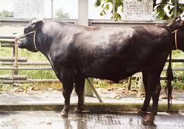 Résultat de recherche d'images pour "벨지안 블루"