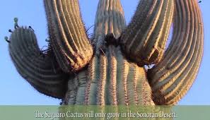 Here's how i successfully moved and planted this very large cactus. The Saguaro King Cactus The Video