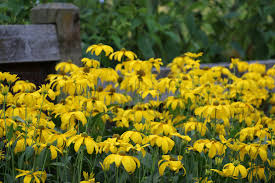 We did not find results for: Rudbeckia Laciniata Herbstsonne
