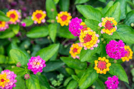 Check spelling or type a new query. Lantana Plants Care And Growing Guide