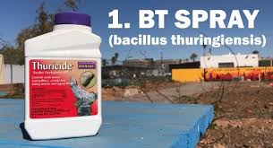 Maybe you would like to learn more about one of these? 6 Steps To Rid Your Garden Of Bad Bugs The Society Of St Vincent De Paul