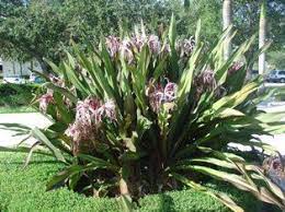 Maybe you would like to learn more about one of these? Crinum Amabile Landscape Plants For South Florida Plants Landscaping Plants Lilly Plants