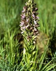 Image result for Brachycorythis angolensis