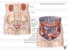 Internal female organs in abdomen or model isolated on black background beautiful womans body with flower covering her intimate place in the bathroom pap smear is a screening procedure for cervical cancer. Stock Female Pelvis Normal Anatomy Illustrated Verdict