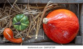 Image result for Cucurbitaceae