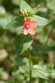 Image result for Anagallis oligantha