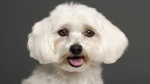 Maltese Vs Yorkie Breed Comparison