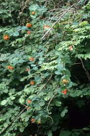 Image result for Lellingeria oosora