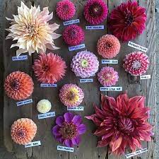 Pin On Flower Garden