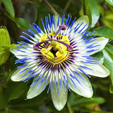 Passion flower vine on alibaba.com when making attractive decorations that last a long time. Blue Passion Flower Plant For Sale Passiflora Blue Crown Easy To Grow Bulbs