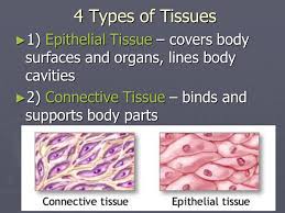 We did not find results for: 37 4 Types Of Tissue In The Body Pictures