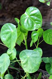 Image result for Hernandiaceae