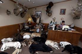 We did not find results for: Freeze Dry Your Pet Dejohn Pet Cremation Pet Loss Support And Crematory Ohio