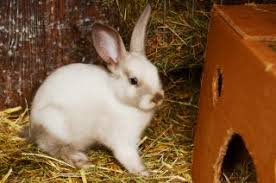 A perfect harlequin will be split between the two colors on the head, ears, feet, and body. Zootierlistehomepage