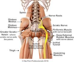 People with weak glutes are more likely to round excessively at the lower back, potentially setting themselves up for lower back pain or even. Hip Related Sciatica Piriformis Syndrome And Deep Gluteal Syndrome What Is It What Are The Symptoms And What Causes It
