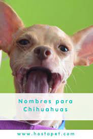 Pin En Razas De Perros