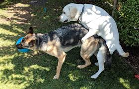 A male dog that is neutered cannot produce any offspring. Top 11 Reasons To Not Spay Neuter Your Dog Debunked La Dog Training