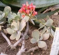 Kalanchoe Farinacea Wikipedia The Free Encyclopedia Planting Succulents Succulents Plants