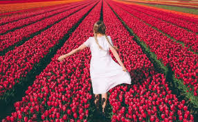 1001 Blumenarten Bilder Und Interessante Fakten Blumenarten Tulpen Feld Rote Tulpen