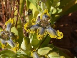 Image result for Ferraria welwitschii