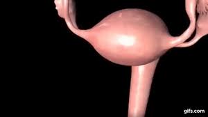 Vagina animated gif