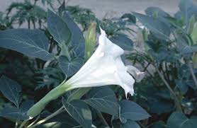 Image result for Datura inoxia