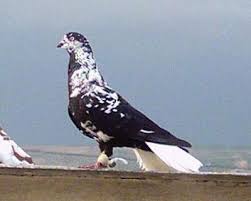 Syrian Fantail Pigeon Pictures Encyclopedia Of Pigeon Breeds Pigeon Pictures Fantail Pigeon Pigeon Breeds