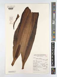 Image result for Lasimorpha