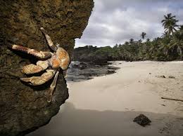 See tripadvisor's 724 traveler reviews and photos of christmas island tourist we have reviews of the best places to see in christmas island. Dolly Beach Christmas Island Print Trail Information Trails Wa