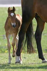 Maybe you would like to learn more about one of these? Hallmark Equine Insurance Agency