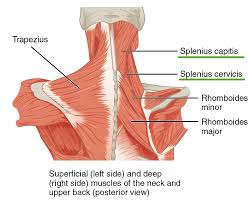 Anatomy visible in the medical illustration includes: Intrinsic Back Muscles Anatomy Of The Torso Medical Library