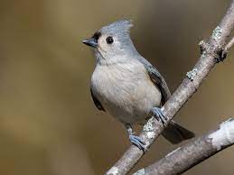 Maybe you would like to learn more about one of these? Tufted Titmouse Ebird
