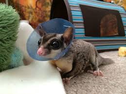 118 Sugar Gliders That Are Just Too Sweet Bored Panda