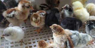 How to make a chicken dust bath • the reaganskopp homestead. Help My Chicks Are Sick Unwell Or Dying Scrumptious Silkies