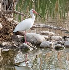 Image result for Ibis White 2008 SR4