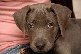 Blind puppy, 9 month old lab mix, shot in the face at one month of age and abandoned. Photo Of Duke The Labmaraner Lab Mix Puppies Weimaraner Lab Mix Puppy Beautiful Dogs