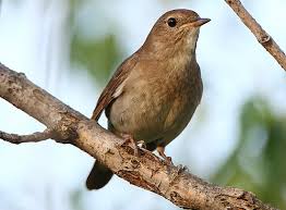 Maybe you would like to learn more about one of these? 21 Variasi Lagu Merdu Burung Nightingale Laman 4 Om Kicau