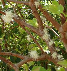 Image result for jabuticabeira em flor