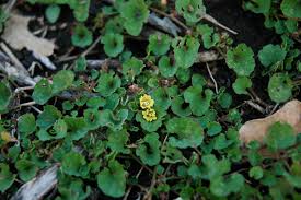Image result for Merremia emarginata