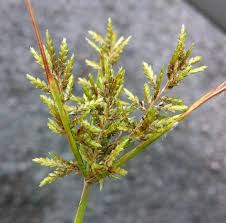 Image result for Cyperus nuerensis