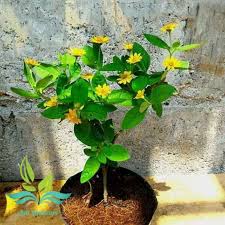 Beginilah 12+ berapa lama tanaman bunga matahari berbunga super keren. Jual Tanaman Hias Bunga Matahari Mini Butter Daisy Terbaru Juni 2021 Blibli