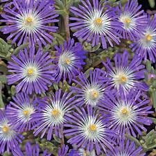 Image result for Delosperma spp.