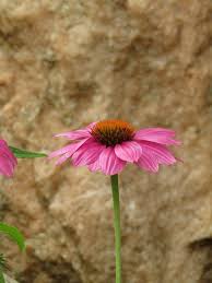 Dreamstime is the world`s largest stock photography community. Echinacea Coneflower Translucent Sonnenhut Ruby Star Pink Purple Flower Stone In The Background Decoration Flower Garden Pikist
