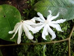 Image result for Dicranolepis