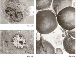 We did not find results for: Cell Parts And Their Functions Ck 12 Foundation