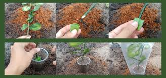 Cara membuat obat perangsang dari daun jeruk. Cara Stek Jeruk Purut Kampustani Com