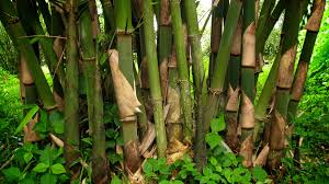 Remarkable and very rare landscaping. Gigantochloa Atter Guadua Bamboo