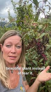 Poke 💕, Tended my ancestors and fed them in times of food scarcity. , ~,  Feeds wildlife as an essential wildlife food, ~, Brings incredible physical  support through the lymphatic and immune system , ...